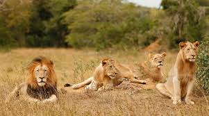 Game Drive in Akagera National Park