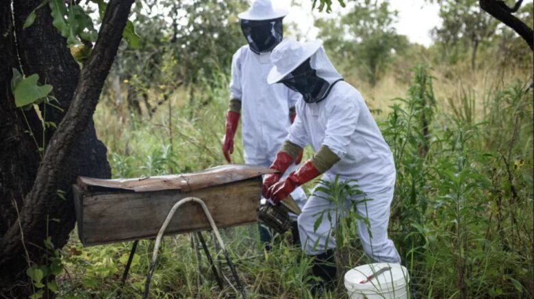 honey harvest in Africa